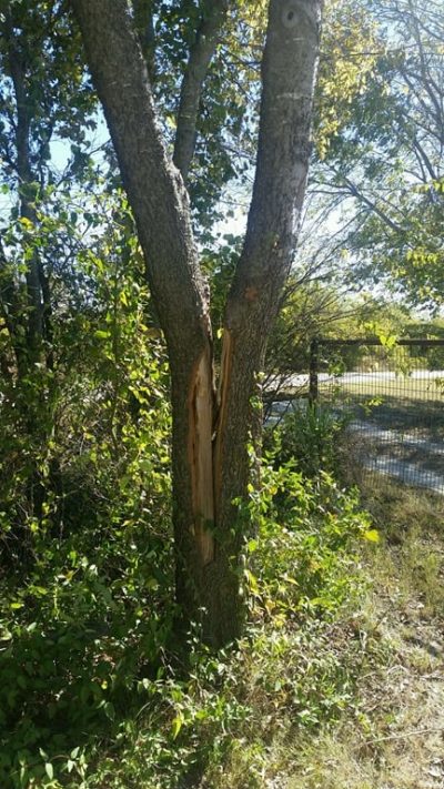 Co-dominant limbs can cause a tree to split.
