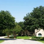 Live oaks in Texas