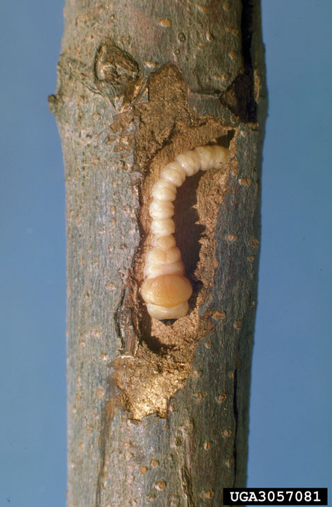 Flatheaded Appletree borer larvae, photo from bugwood.org