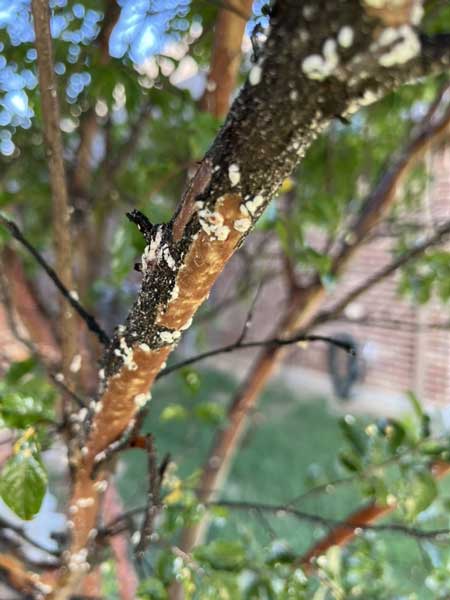 Sooty mold on Crape Myrtle