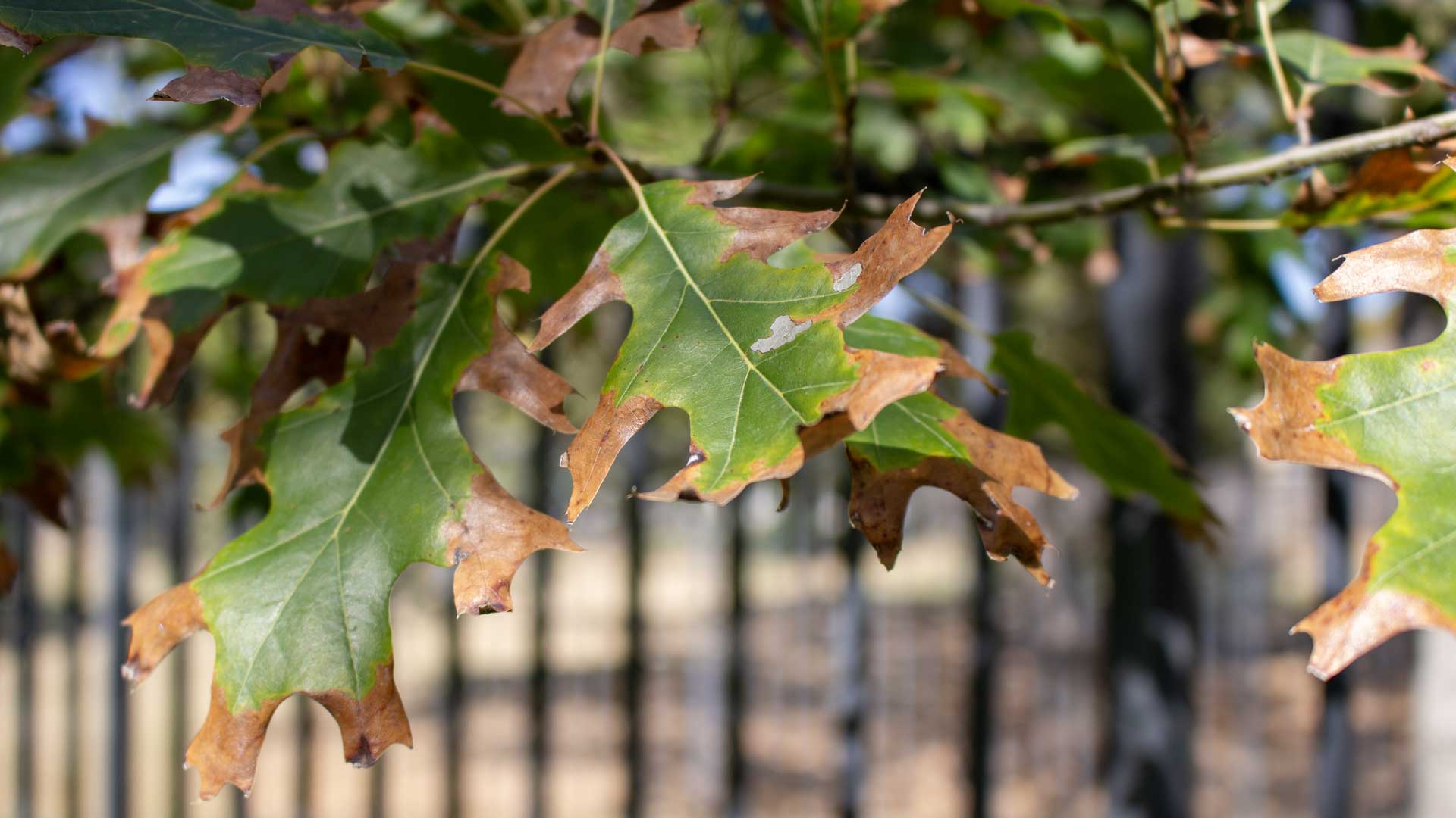 Caring for Trees in a Drought