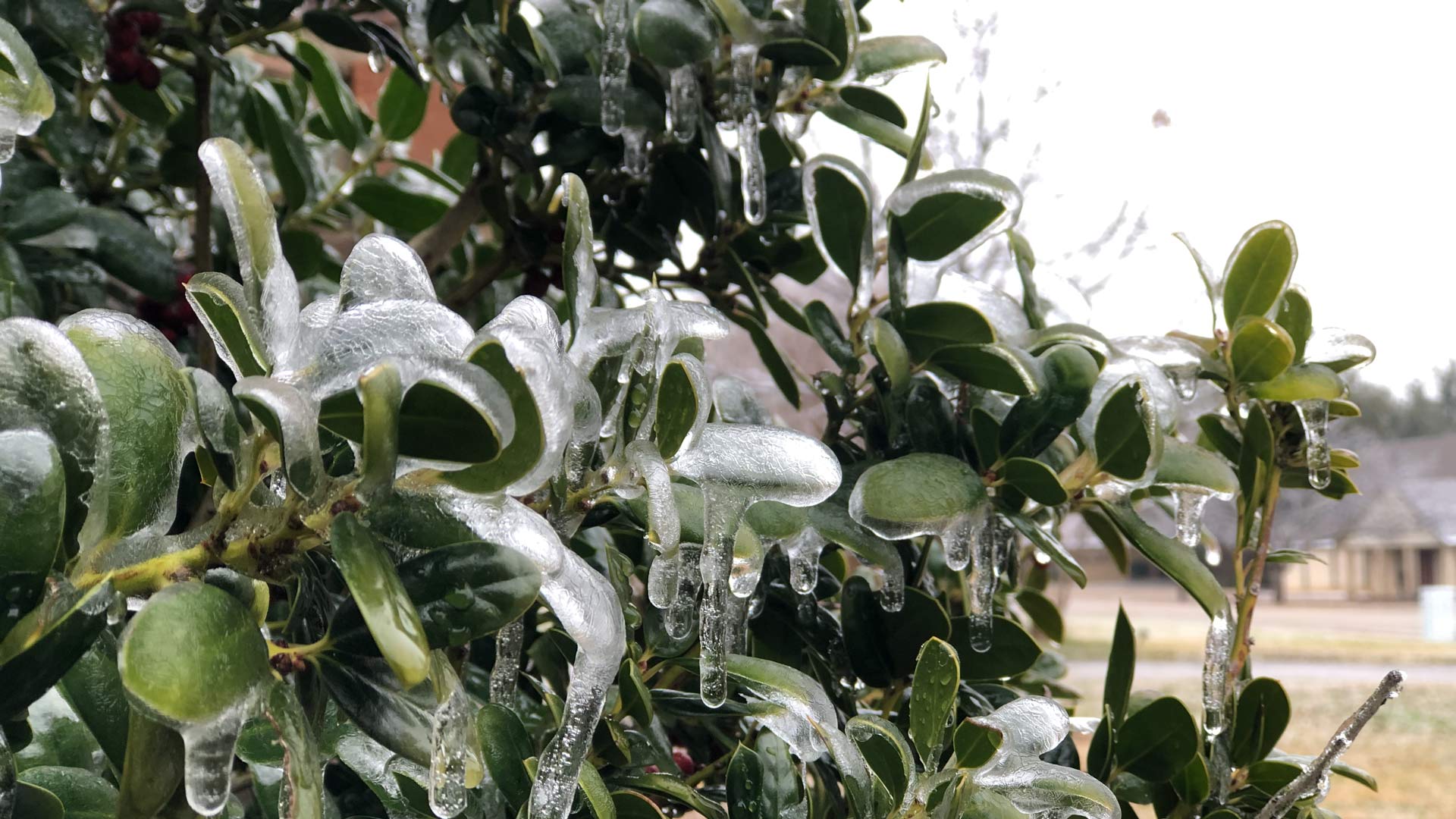 Hidden Tree Damage After a Storm: Long-Term Risks & Preventative Care