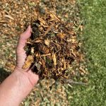 Tree Shepherds Mulch harvested from Denton County trees