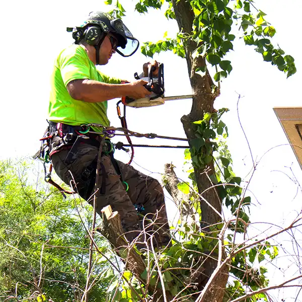 ISA certified arborist and tree climber trimming a tree.