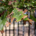 diseased tree leaves
