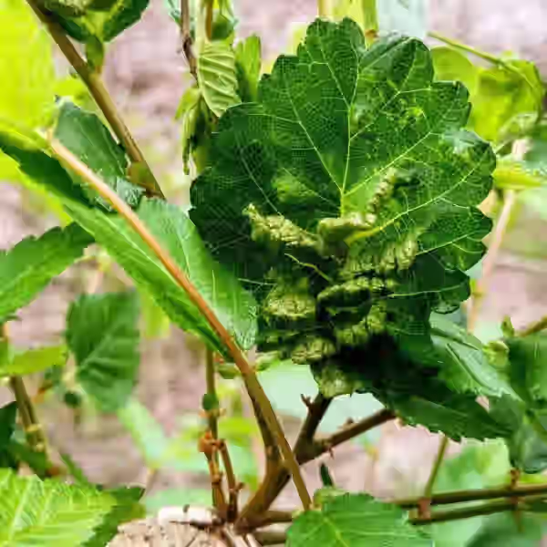 Plant Health Care