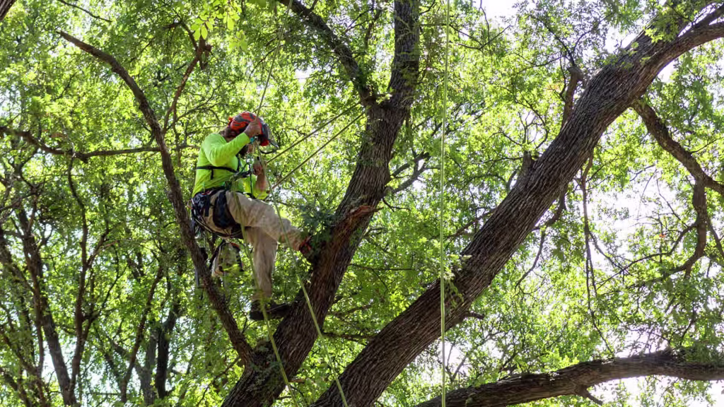 Limb walking while tree pruning
