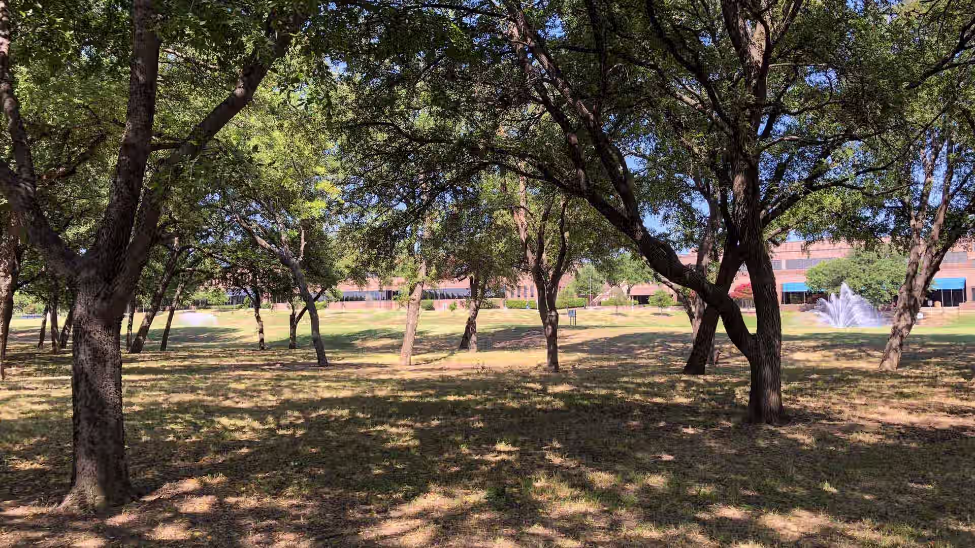 Lot cleared by arborists