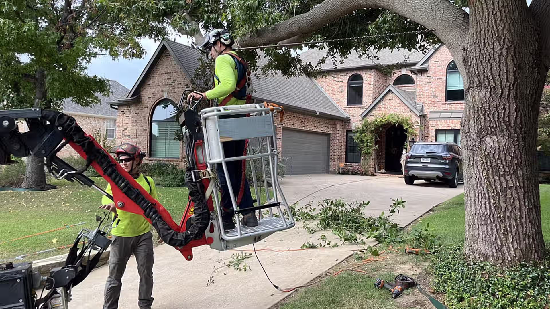 ISA Arborist bracing a tree