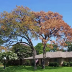 distressed post oaks in flower mound texas.