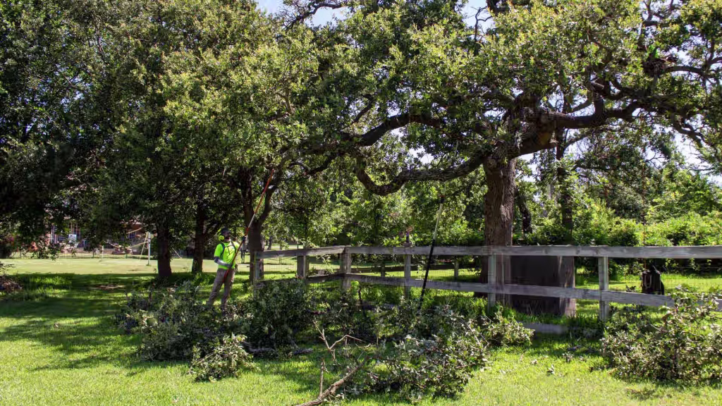 Pruning of an old Post Oak