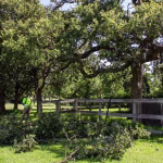 Pruning of an old Post Oak