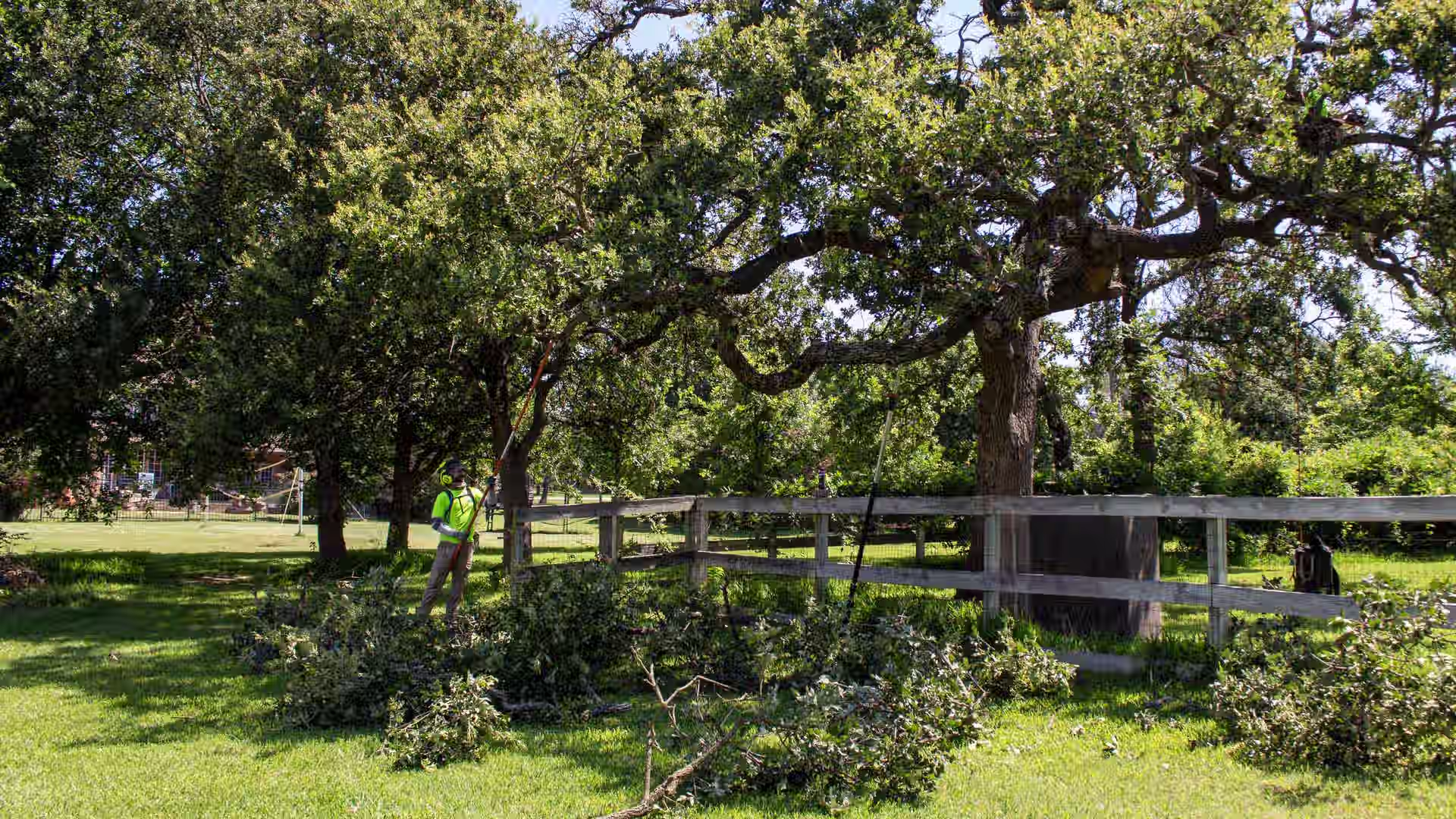 Tree Pruning in Flower Mound: A Better Way to Protect and Improve Your Trees
