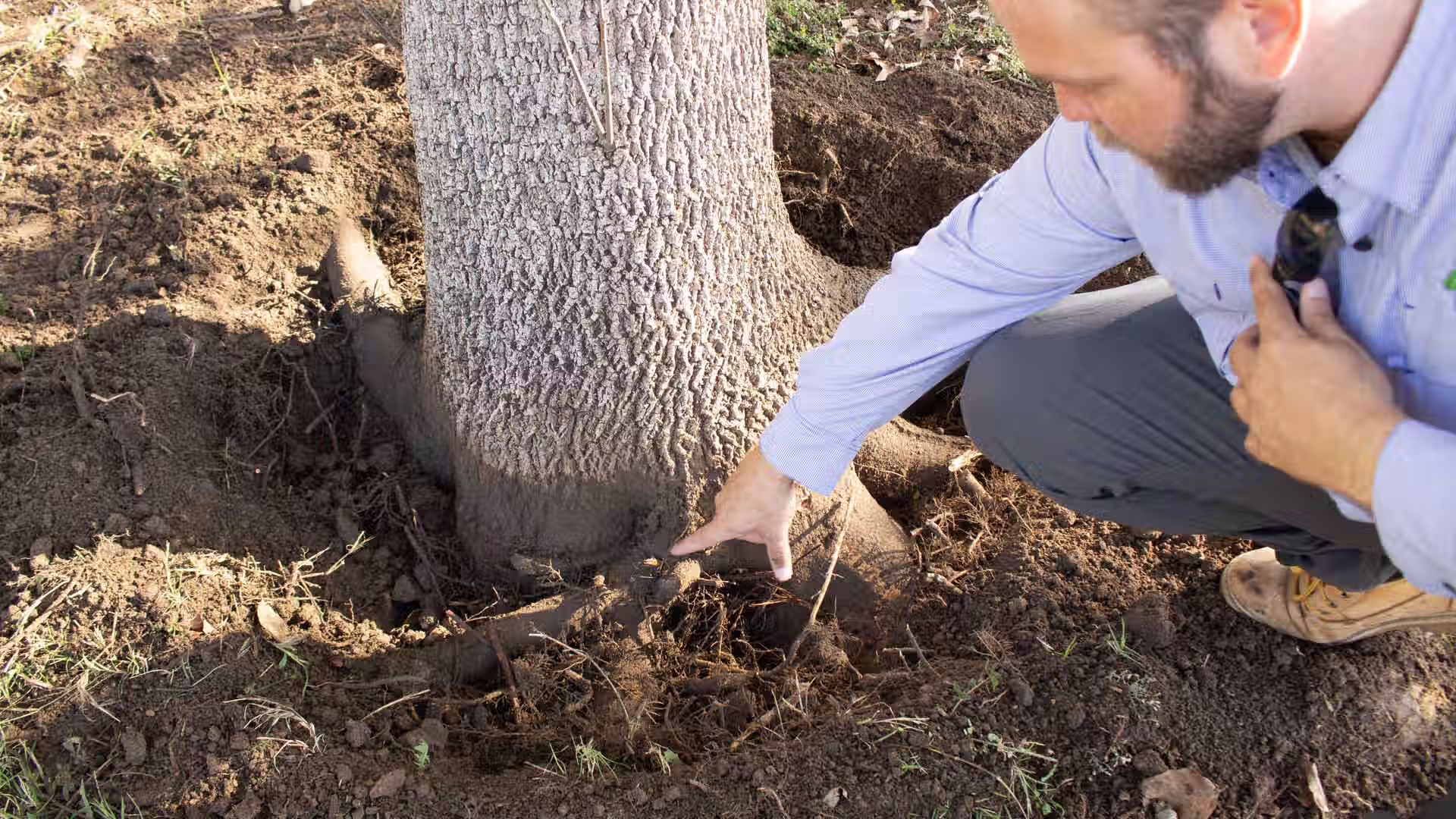 arborist examining root flare of an ash tree