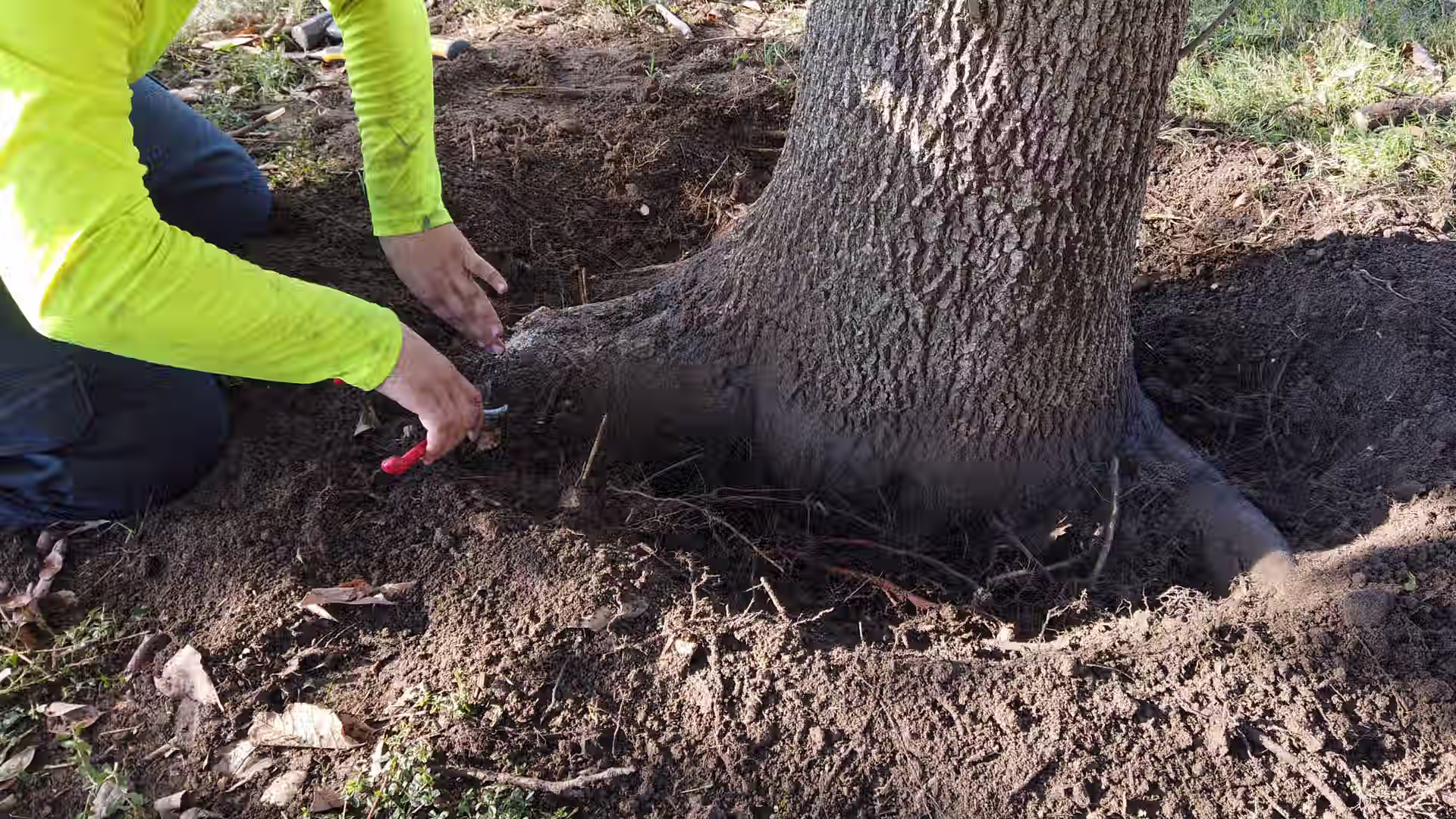 Certified arborist performing a root flare excavation