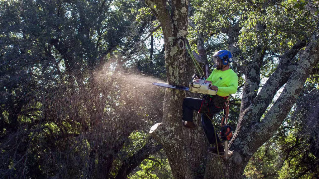tree removal with chainsaw