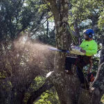 tree removal with chainsaw