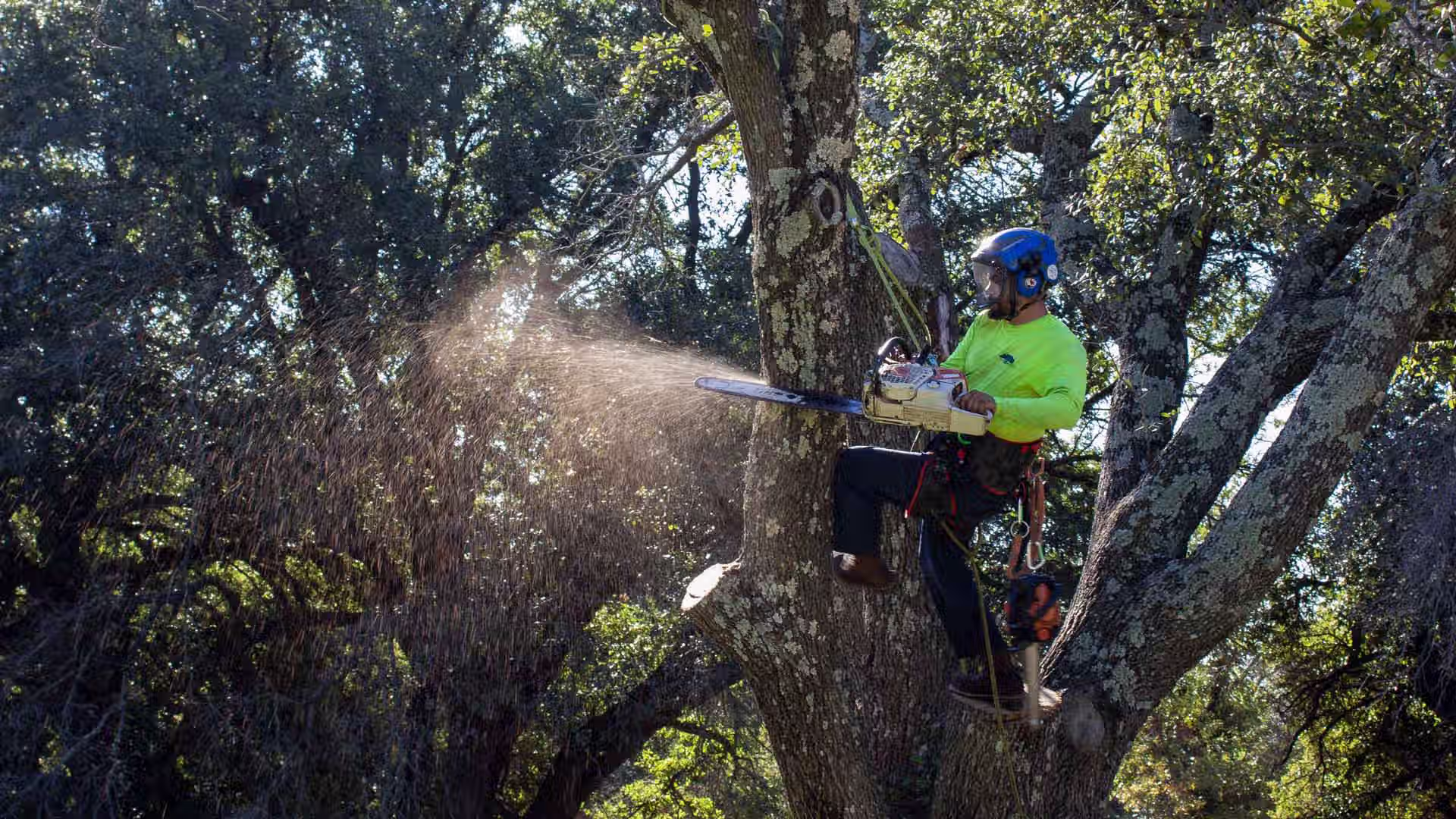 tree removal with chainsaw
