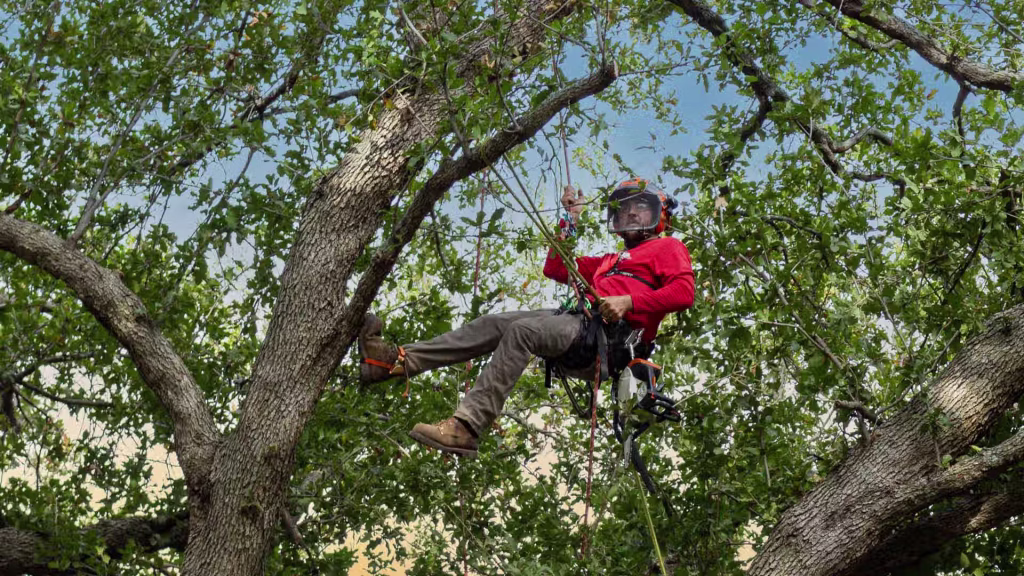 ISA Certified Arborist pruning tree in Highland Village, Texas.