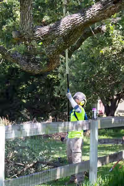 Tree pruning service