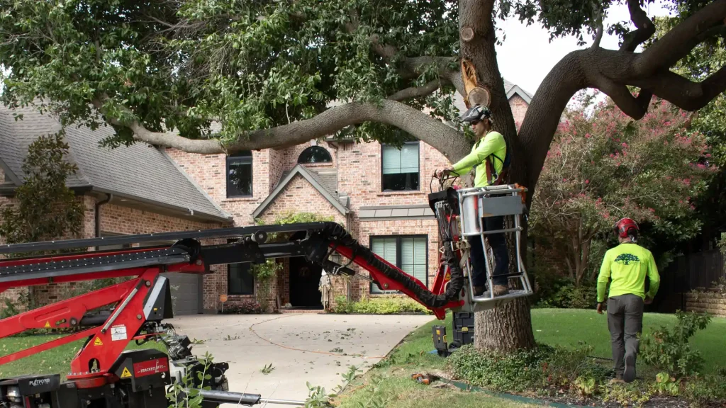 Tree Shepherds ISA Certified arborist in Flower Mound Texas