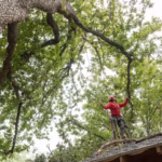 Tree with branches on roof in Highland Village