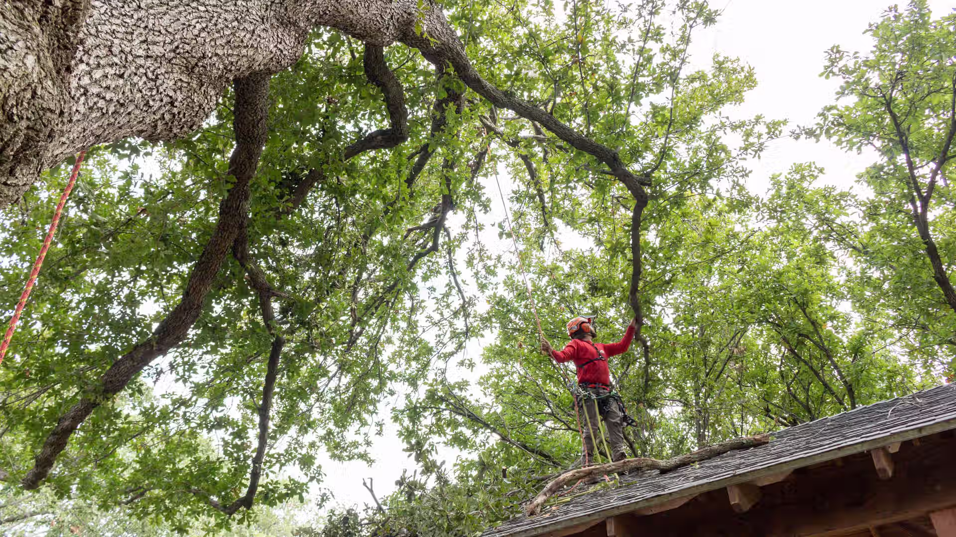 Tree with branches on roof in Highland Village