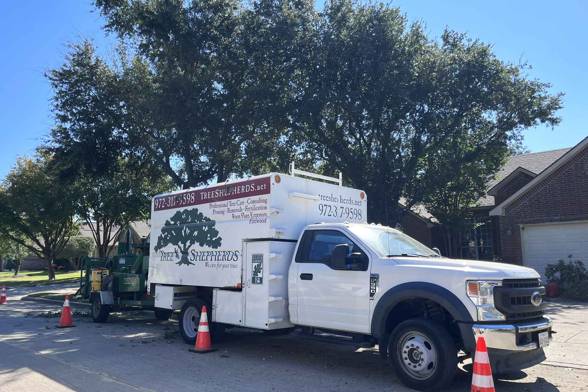 Flower Mound Pruning and Removals: Sucker Growth and Canopy Improvements